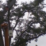 Very large Honey Locust removal struck by Lightning over house