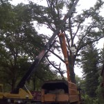 Honey Locust removal struck by Lightning crane removal