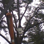 Honey Locust lightning strike crane removal