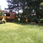 Residential: Removing Spruce trees for a family swimming pool