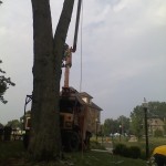Commercial: Tree removal by crane  at Geneva College, Beaver Falls PA