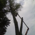 Commercial: Tree removal at Geneva College, Beaver Falls PA