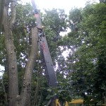 Commercial: Tree removal by crane  at Geneva College, Beaver Falls PA