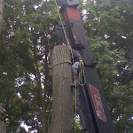 Commercial: Tree removal by crane  at Geneva College, Beaver Falls PAInstitutional tree removal